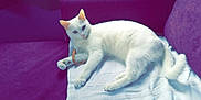 Chanel a rejoint le concours — aidez-le/la à gagner de superbes lots ! cat, white_cat, feline, pet, animal, indoor, couch, purple_couch, relaxed, laying_down, fur, whiskers, ears, tail, domestic_cat, looking, home, comfort, resting, curious