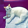 cat, white_cat, feline, pet, animal, indoor, couch, purple_couch, relaxed, laying_down, fur, whiskers, ears, tail, domestic_cat, looking, home, comfort, resting, curious