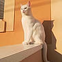 Chanel a rejoint le concours — aidez-le/la à gagner de superbes lots ! cat, white_cat, sitting, shadow, ledges, sunlight, orange_wall, pet, animal, feline, domestic_cat, outdoor, calm, relaxed, daylight, looking_away, ears, tail, whiskers, quiet