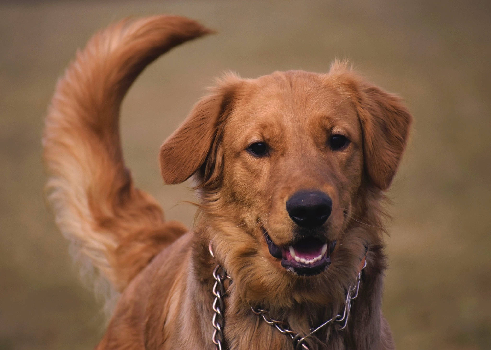 Finley joined the competition — help win amazing prizes! canidae, carnivore, collar, companion_dog, dog, dog_breed, dog_collar, fawn, fur, gun_dog, leash, liver, pet_supply, plant, snout, sporting_group, webbing, whiskers, working_animal, working_dog