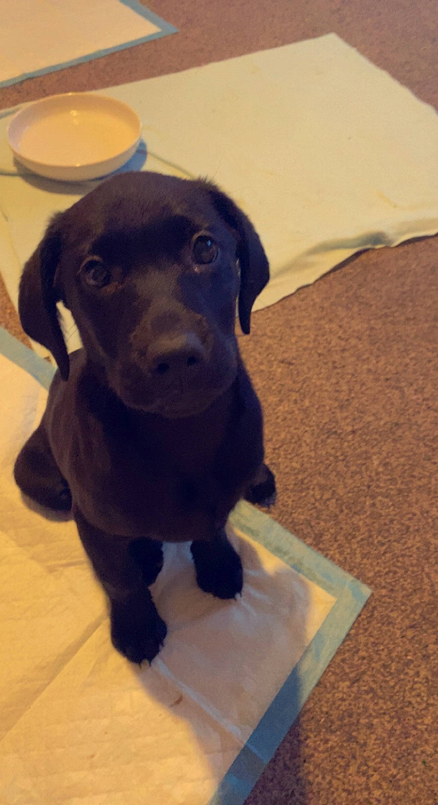 Lela is registered to the contest to win money with this photo: borador, canidae, carnivore, companion_dog, dog, dog_breed, dog_collar, fawn, floor, flooring, fur, gun_dog, liver, pet_supply, snout, sporting_group, tableware, tail, whiskers, working_animal