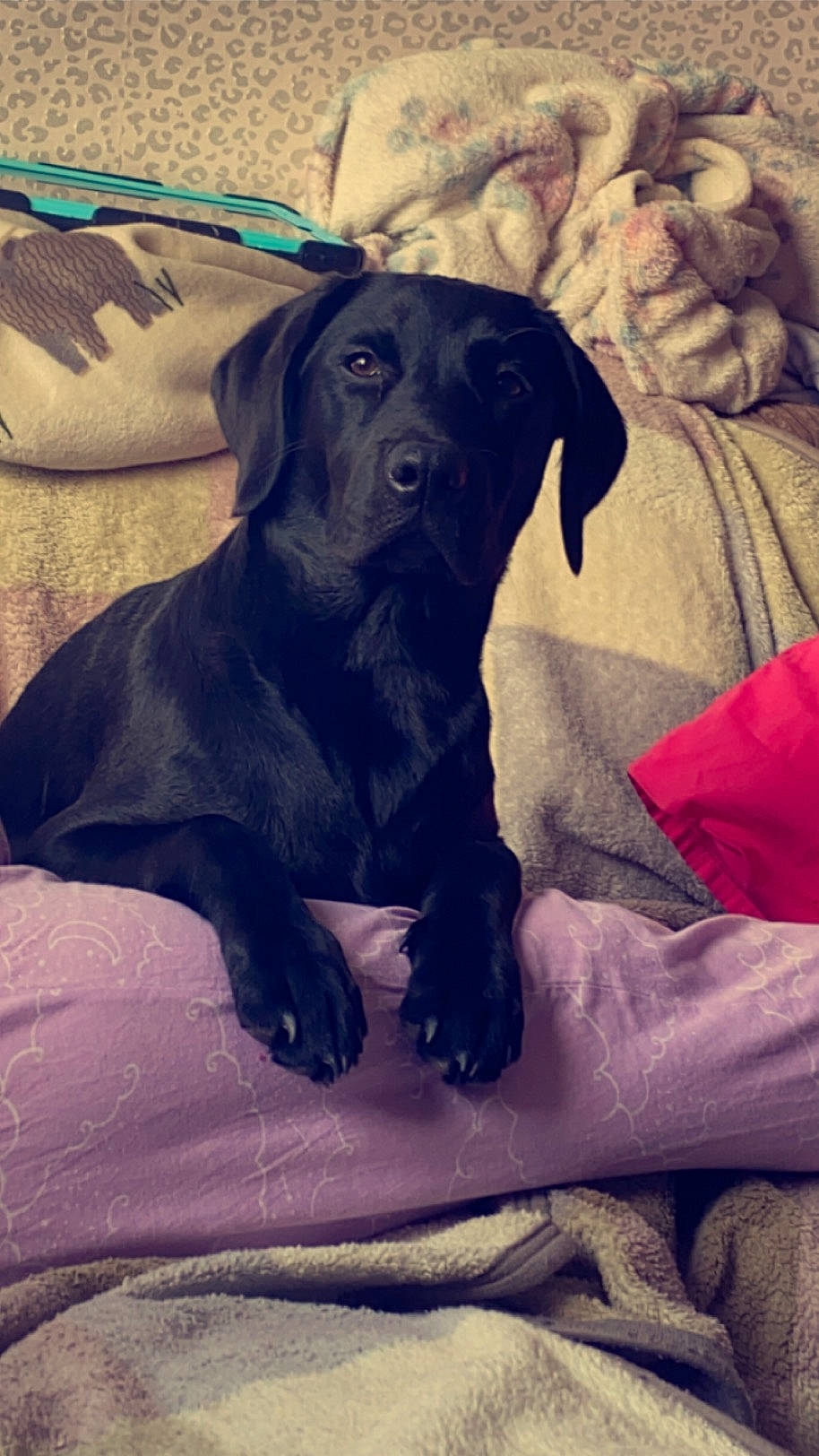 Lela is registered to the contest to win money with this photo: borador, carnivore, comfort, companion_dog, dog, dog_breed, electric_blue, fur, guard_dog, gun_dog, hunting_dog, liver, sporting_group, tints_and_shades, whiskers, working_animal