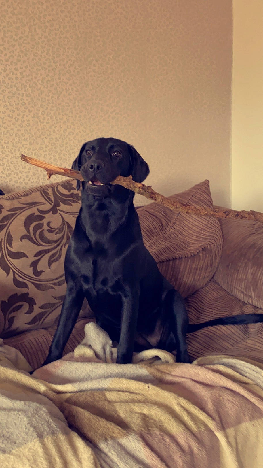 Lela is registered to the contest to win money with this photo: borador, carnivore, comfort, companion_dog, dog, dog_breed, fawn, fur, guard_dog, gun_dog, hat, liver, retriever, sitting, snout, sporting_group, tints_and_shades, whiskers, wood, working_animal