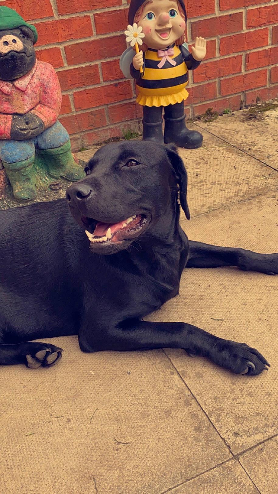 Lela joined the competition — help win amazing prizes! canidae, carnivore, collar, companion_dog, dog, dog_breed, dog_collar, fun, fur, guard_dog, hat, mammal, non_sporting_group, personal_protective_equipment, snout, sporting_group, toy, vertebrate, working_animal, working_dog