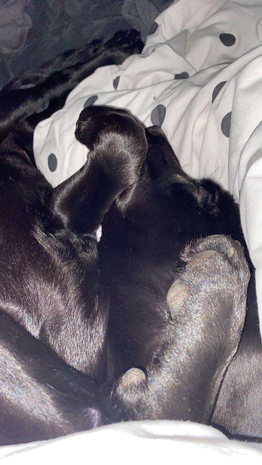 Lela joined the competition — help win amazing prizes! canidae, carnivore, cloud, comfort, companion_dog, dog, dog_breed, fur, grey, linens, monochrome_photography, nap, paw, snout, sporting_group, tail, terrestrial_animal, tints_and_shades, whiskers, working_animal