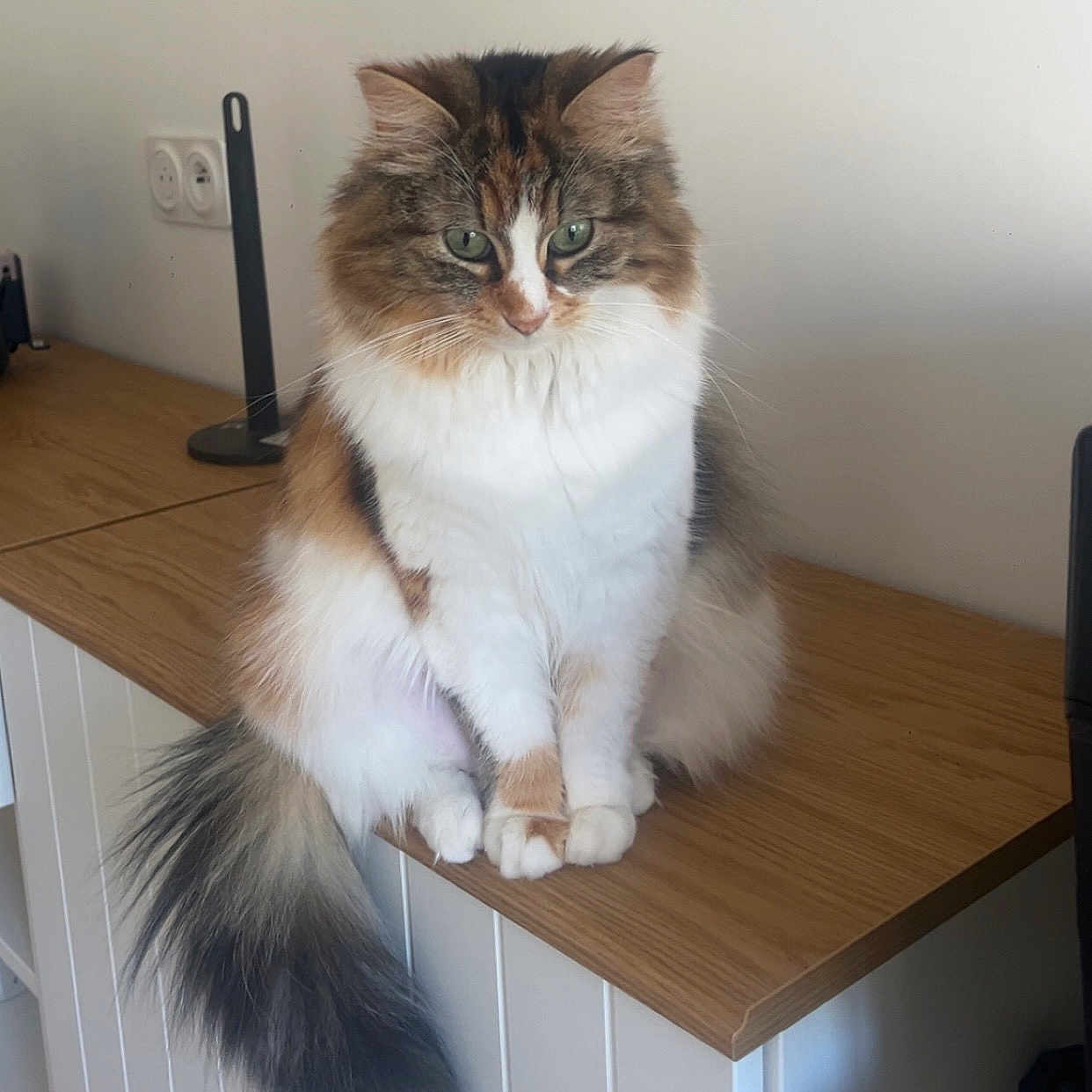 Praline participe au concours pour gagner de l'argent avec cette photo : angora, animal, cat, closet, cupboard, desk, drawer, furniture, hardwood, indoors, interiordesign, kitten, manx, pet, plywood, shelf, stainedwood, table, tabletop, wood