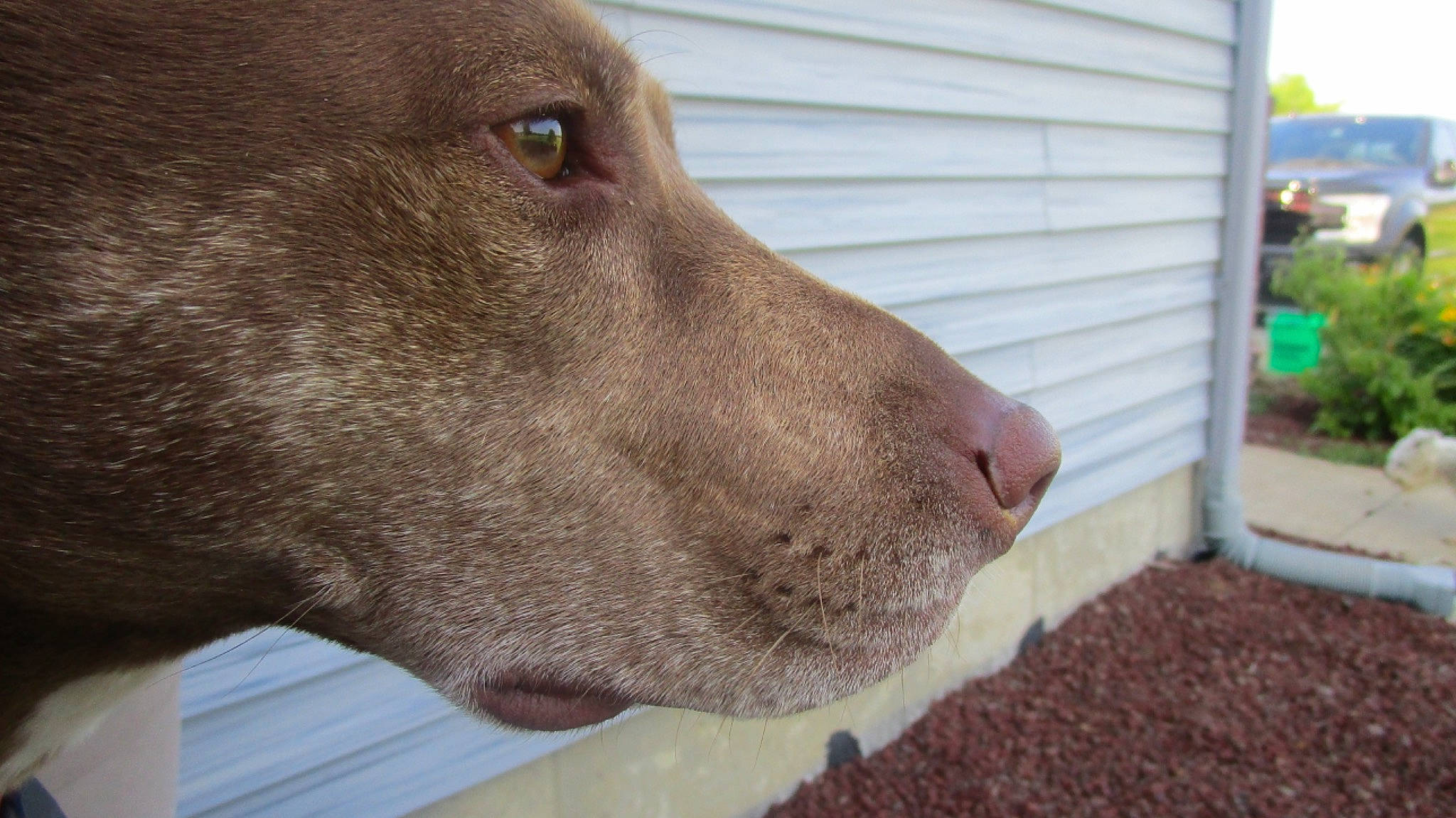 Ruger is registered to the contest to win money with this photo: canidae, carnivore, dog, dog_breed, fawn, labrador_retriever, liver, mammal, nose, retriever, snout, sporting_group, vertebrate, weimaraner