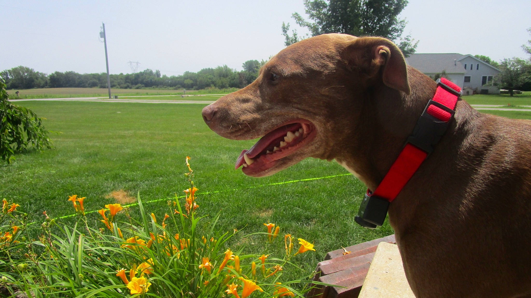 Ruger joined the competition — help win amazing prizes! canidae, carnivore, dog, dog_breed, dog_collar, flower, gladiolus, grass, greyhound, hunting_dog, lawn, mammal, meadow, pit_bull, plant, snout, sporting_group, vertebrate, wildflower