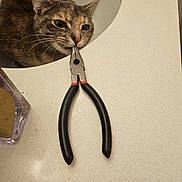 Luci-Fur joined the competition — help win amazing prizes! cat, sink, pliers, countertop, curious, pet, animal, domestic, indoor, playful, tool, metal, black_handle, whiskers, fur, face, closeup, kitchen, household, odd
