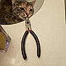 cat, sink, pliers, countertop, curious, pet, animal, domestic, indoor, playful, tool, metal, black_handle, whiskers, fur, face, closeup, kitchen, household, odd