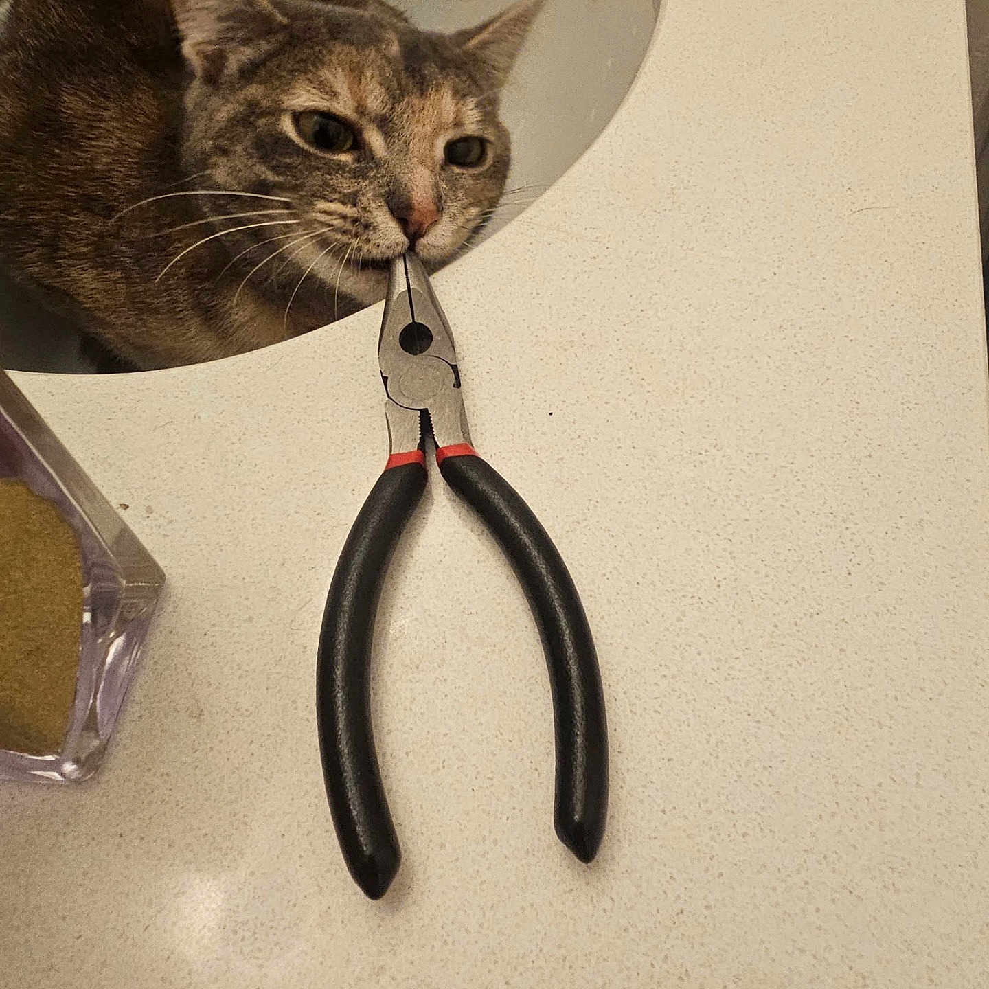 Luci-Fur joined the competition — help win amazing prizes! cat, sink, pliers, countertop, curious, pet, animal, domestic, indoor, playful, tool, metal, black_handle, whiskers, fur, face, closeup, kitchen, household, odd