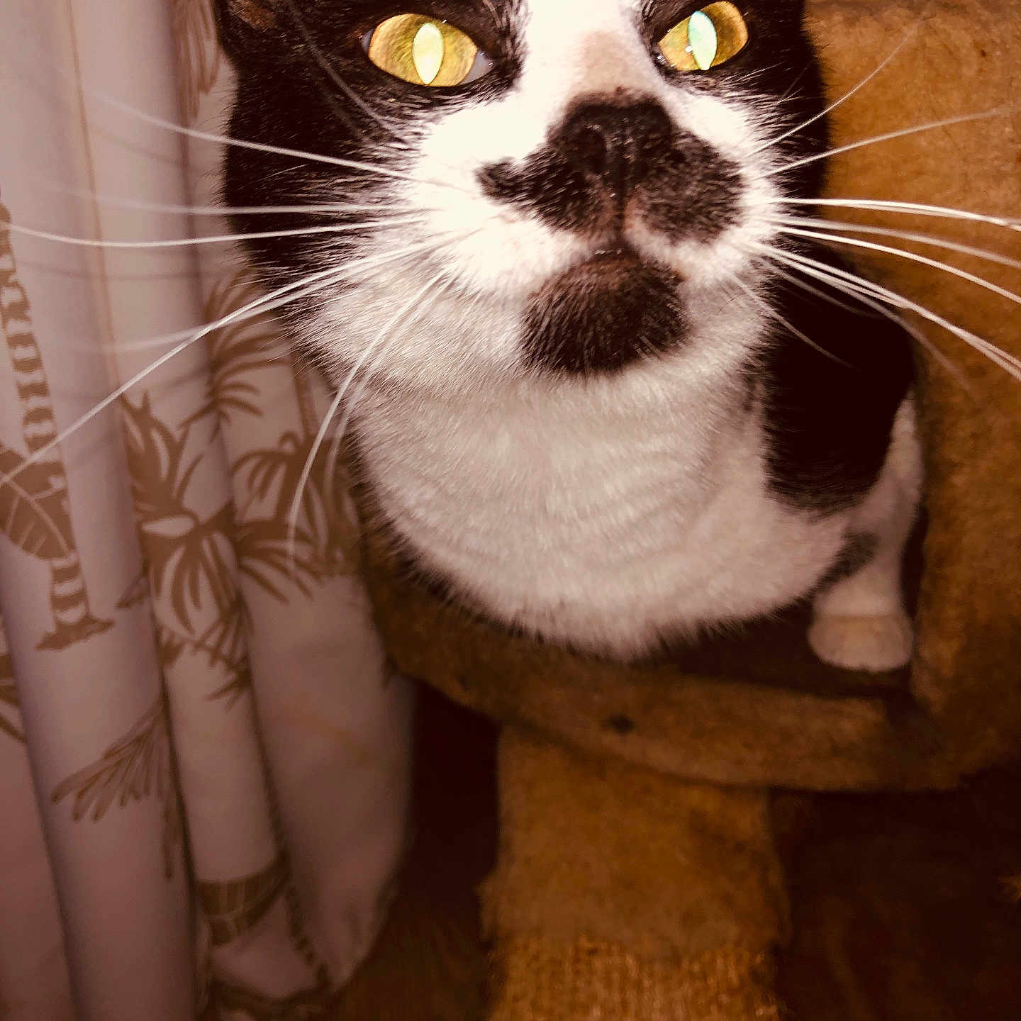 Boruto a rejoint le concours — aidez-le/la à gagner de superbes lots ! animal, black_and_white, cat, cat_tree, close_up, curious, curtains, domestic_cat, eyes, face, feline, fur, indoor, mammal, pet, portrait, texture, whiskers, yellow_eyes