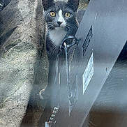 Minx is registered to the contest to win money with this photo: cat, gray_cat, white_cat, yellow_eyes, curious, peeking, outdoor, concrete, tarp, black_object, monitor, tv, cable, cord, animal, pet, feline, whiskers, ears, staring