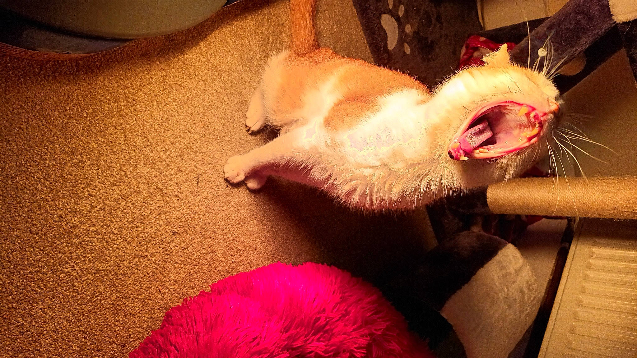 Stripey Boy joined the competition — help win amazing prizes! canidae, carnivore, cat, claw, comfort, companion_dog, dog_breed, fang, fawn, felidae, flooring, foot, fur, leg, magenta, paw, small_to_medium_sized_cats, snout, tail, whiskers