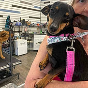 Precious joined the competition — help win amazing prizes! dog, person, pet, indoor, grooming, animal, leash, collar, pink_harness, table, room, wall, shelf, counter, floor, hand, face, fur, ears, relaxed