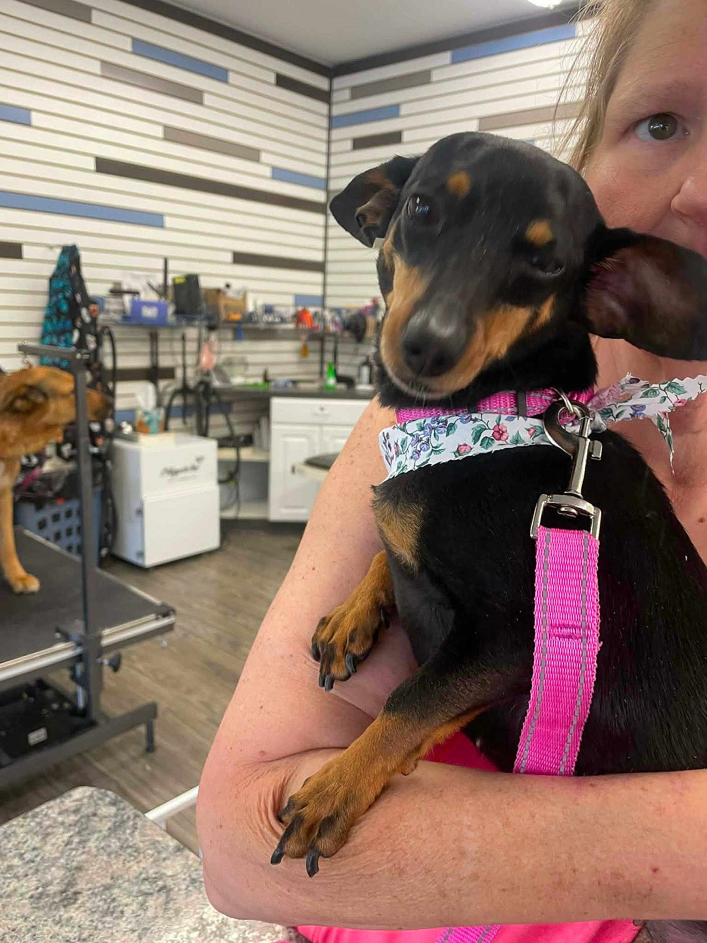 Precious joined the competition — help win amazing prizes! dog, person, pet, indoor, grooming, animal, leash, collar, pink_harness, table, room, wall, shelf, counter, floor, hand, face, fur, ears, relaxed