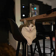 Ticha a rejoint le concours — aidez-le/la à gagner de superbes lots ! cat, chair, indoor, feline, pet, animal, wooden_floor, table, black_chair, crossed_paws, domestic_cat, living_room, modern_furniture, relaxed, portrait, whiskers, tabby, white_fur, focused, cozy