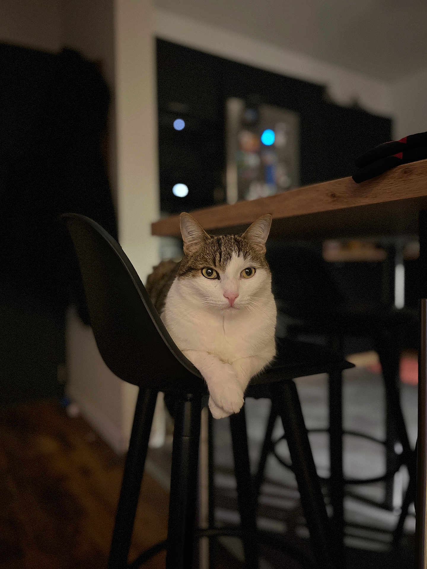 Ticha a rejoint le concours — aidez-le/la à gagner de superbes lots ! cat, chair, indoor, feline, pet, animal, wooden_floor, table, black_chair, crossed_paws, domestic_cat, living_room, modern_furniture, relaxed, portrait, whiskers, tabby, white_fur, focused, cozy