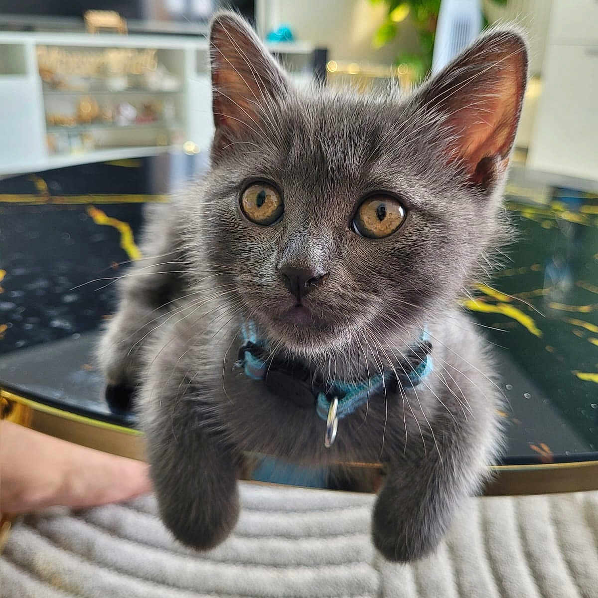 Doumane a rejoint le concours — aidez-le/la à gagner de superbes lots ! carpet, cat, close_up, collar, cozy, curious, fur, furniture, golden_eyes, gray_cat, indoor, kitten, living_room, marble_table, paws, pet, plant, table, television, whiskers