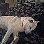 animal, canine, comfort, couch, cozy, dog, domestic_animal, floral_pattern, furniture, home, indoor, laying_down, living_room, peaceful, pet, quiet, relaxation, resting, sleeping, white_fur