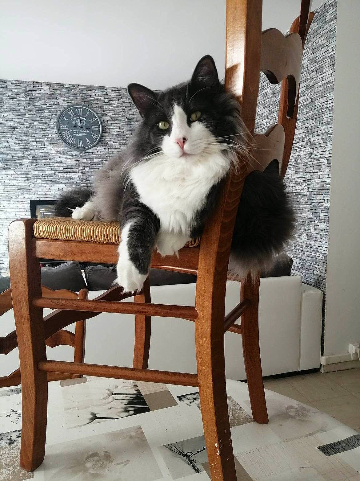 Balou participe au concours pour gagner de l'argent avec cette photo : art, carnivore, cat, chair, comfort, companion_dog, felidae, flooring, formal_wear, fur, furniture, hardwood, outdoor_furniture, porch, sitting, small_to_medium_sized_cats, tail, tree, whiskers, wood