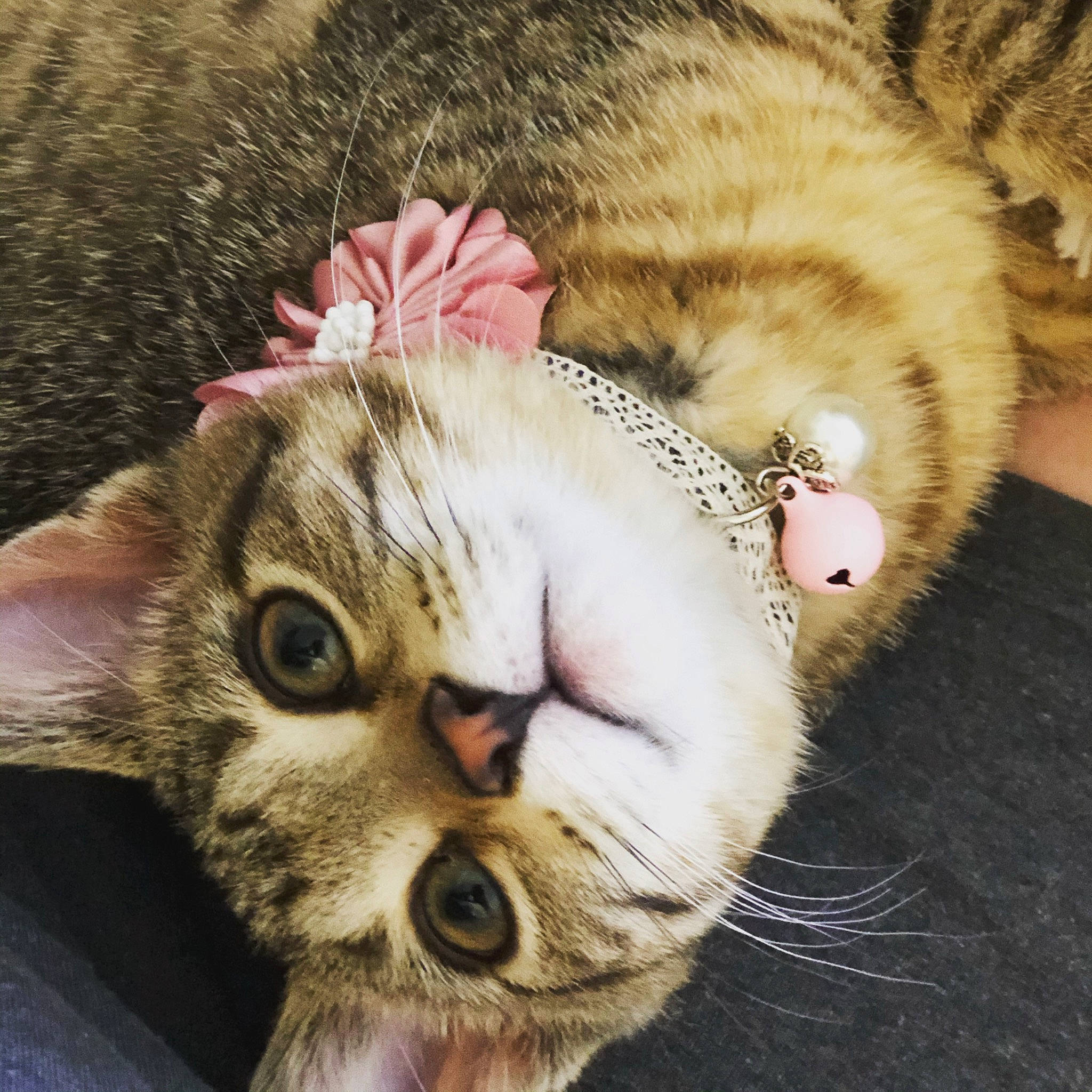 Lexie joined the competition — help win amazing prizes! carnivore, cat, close_up, ear, eye, fawn, felidae, fur, gesture, hair, head, human_body, leg, nose, paw, plant, skin, small_to_medium_sized_cats, snout, whiskers