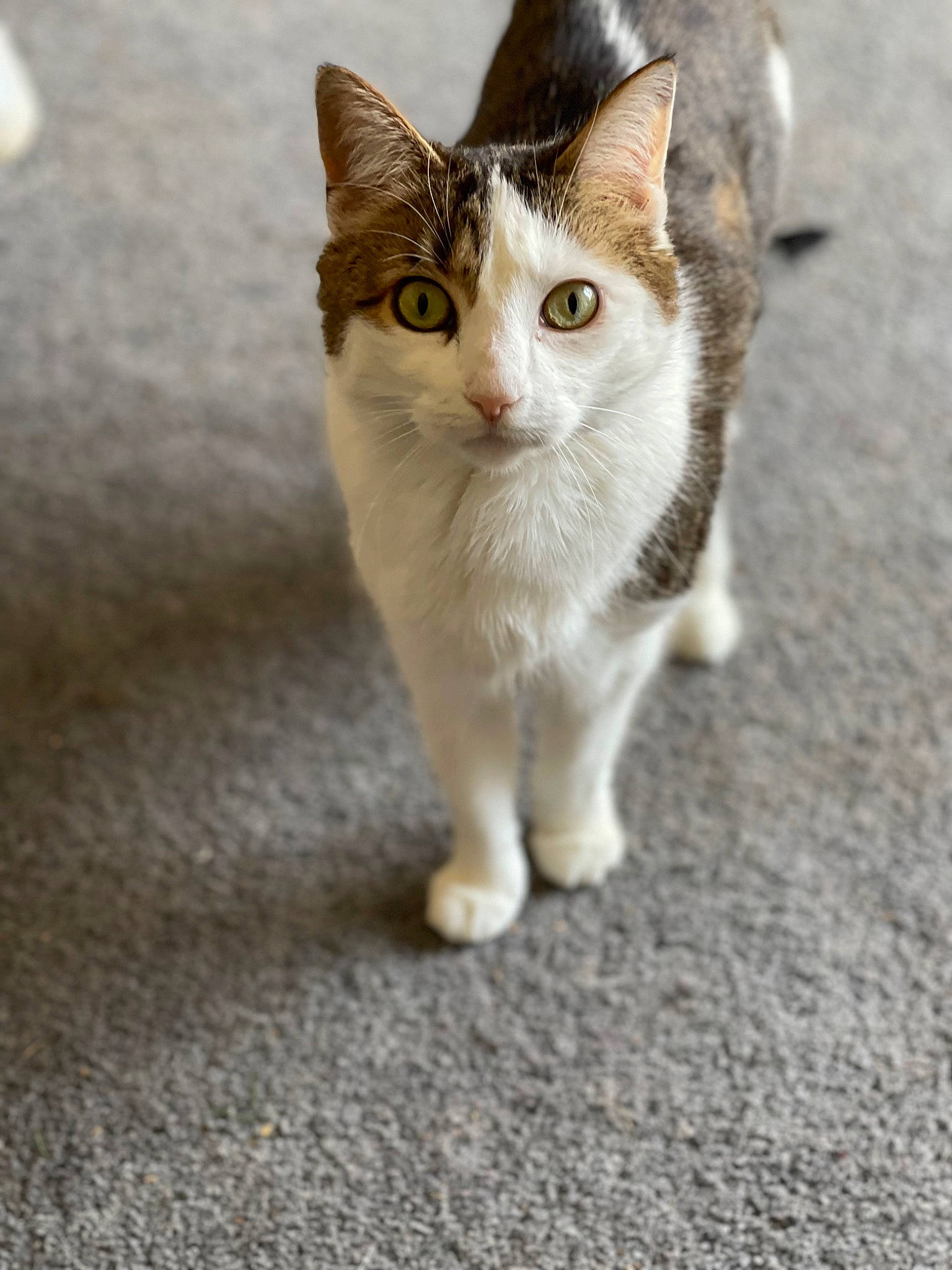 Lucy joined the competition — help win amazing prizes! art, carnivore, cat, claw, domestic_short_haired_cat, fawn, felidae, foot, fur, grass, paw, road_surface, small_to_medium_sized_cats, snout, tail, terrestrial_animal, whiskers, wildlife