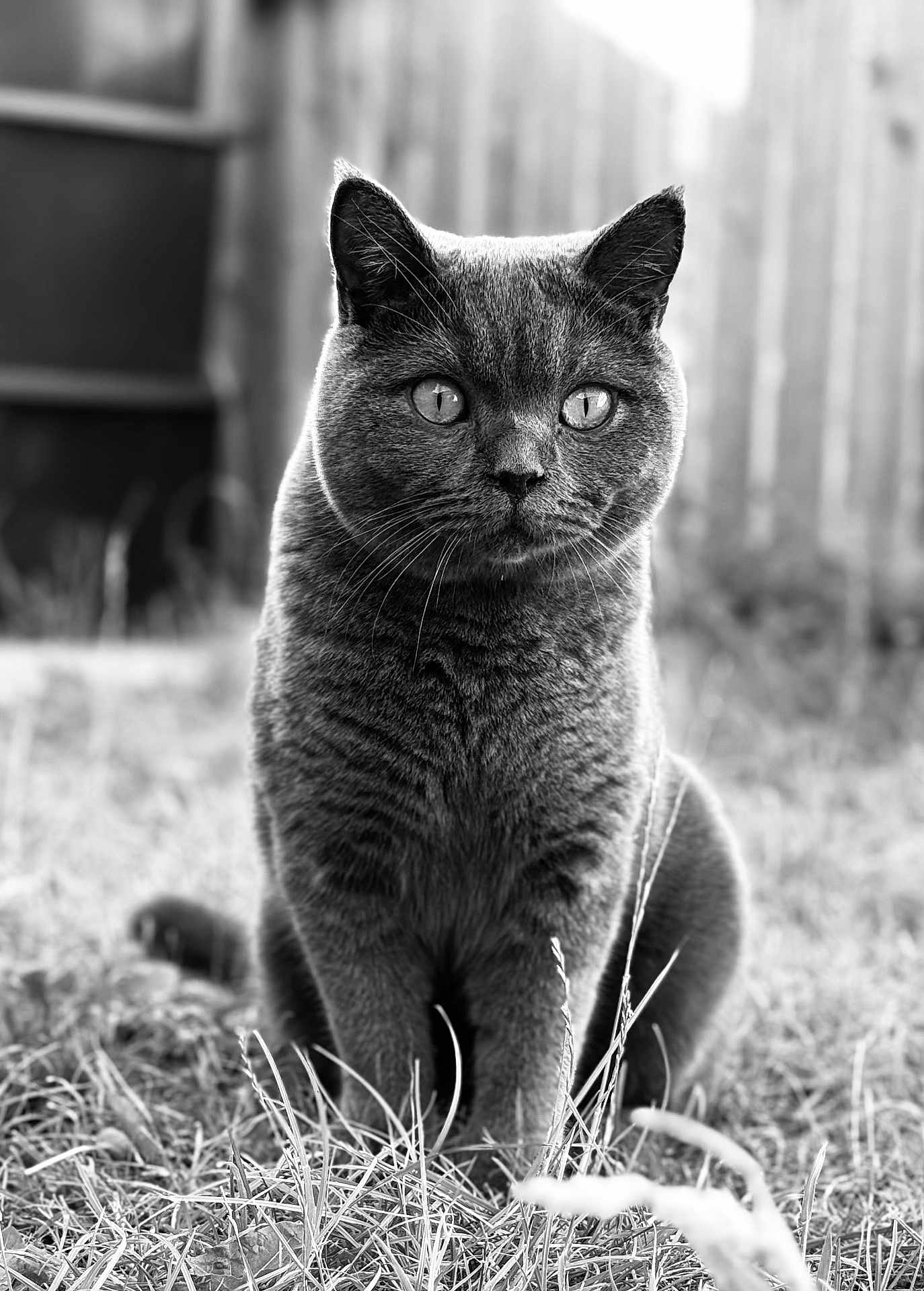 Oliver