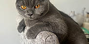Oliver is registered to the contest to win money with this photo: cat, gray_cat, amber_eyes, lounge, chair, furniture, indoor, pet, animal, relaxed, fur, close_up, texture, wooden_table, home, domestic_cat, whiskers, paws, side_view, contemplative