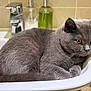cat, gray_cat, pet, animal, sink, bathroom, feline, orange_eyes, fur, relaxed, domestic_cat, whiskers, ears, close_up, indoor, toiletries, tile_wall, curious, cozy, resting