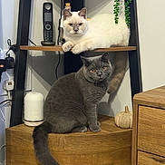 Oliver joined the competition — help win amazing prizes! cat, indoor, wooden_shelf, gray_cat, cream_cat, furniture, decor, phone, plant, curious, pet, domestic_animal, orange_eyes, relaxed, sitting, cozy, home, animal, cute, feline