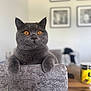 Oliver is registered to the contest to win money with this photo: cat, gray_cat, amber_eyes, chair, furniture, indoor, pet, animal, curious, paws, texture, blurred_background, cozy, home, portrait, looking, feline, whiskers, ears, sitting