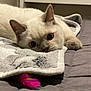 Daisy joined the competition — help win amazing prizes! cat, pet, indoor, blanket, bed, toy, feather, fur, cute, animal, resting, cozy, whiskers, ears, closeup, soft, gray, white, curious, relaxed