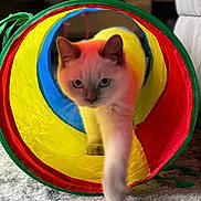 Daisy is registered to the contest to win money with this photo: cat, animal, pet, play_tunnel, colorful, indoor, carpet, feline, curious, paw, close_up, cute, soft_light, focused, blurred_background, home, domestic, whiskers, ears, floor