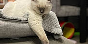 Daisy is registered to the contest to win money with this photo: cat, white_cat, sleeping, paw, blanket, cushion, furniture, indoor, cozy, pet, resting, home, blurred_background, soft_texture, relaxed, animal, mammal, domestic_animal, fur, cute