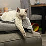 cat, white_cat, sleeping, paw, blanket, cushion, furniture, indoor, cozy, pet, resting, home, blurred_background, soft_texture, relaxed, animal, mammal, domestic_animal, fur, cute