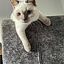 Daisy is registered to the contest to win money with this photo: cat, cream_colored, blue_eyes, lounging, couch, gray_couch, furniture, indoor, pet, whiskers, curious, relaxed, animal, mammal, domestic_cat, feline, soft_fur, close_up, household, cute