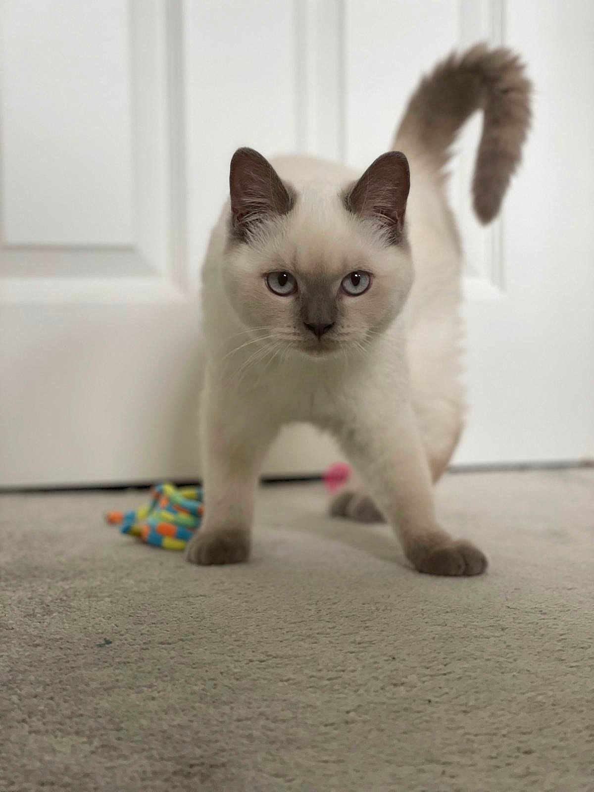 Daisy is registered to the contest to win money with this photo: cat, blue_eyes, fluffy_tail, carpet, indoor, pet, curious, walking, white_fur, gray_paws, toy, blurred_background, door, focused, animal, cute, feline, playful, young_cat, home