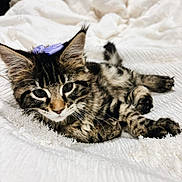 Freya Storm is registered to the contest to win money with this photo: kitten, cat, tabby, bow, purple_bow, pet, animal, feline, cute, fluffy, white_blanket, indoor, resting, lying_down, closeup, young_cat, soft_texture, cozy, whiskers, sleepy