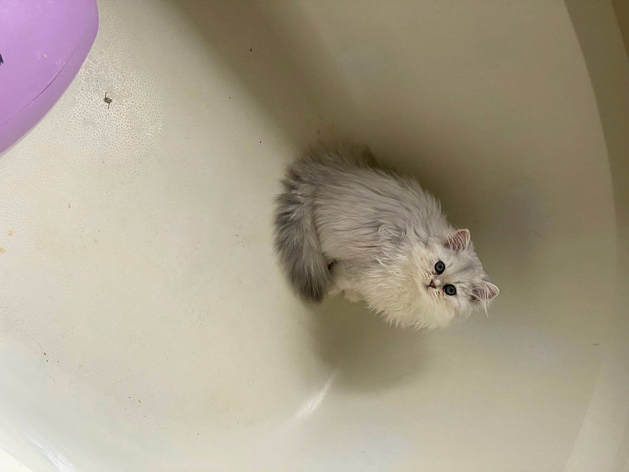 Clover joined the competition — help win amazing prizes! balloon, circle, fur, gerbil, grasshopper_mouse, hamster, marsupial, mouse, muridae, muroidea, paw, pest, rat, rodent, tail, terrestrial_animal, toy, whiskers