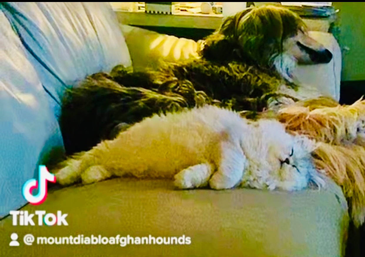 Clover is registered to the contest to win money with this photo: bed, bengal_tiger, canidae, carnivore, cat, comfort, companion_dog, couch, dog_breed, felidae, fur, grass, linens, small_to_medium_sized_cats, sporting_group, stuffed_toy, textile, toy, whiskers, yellow