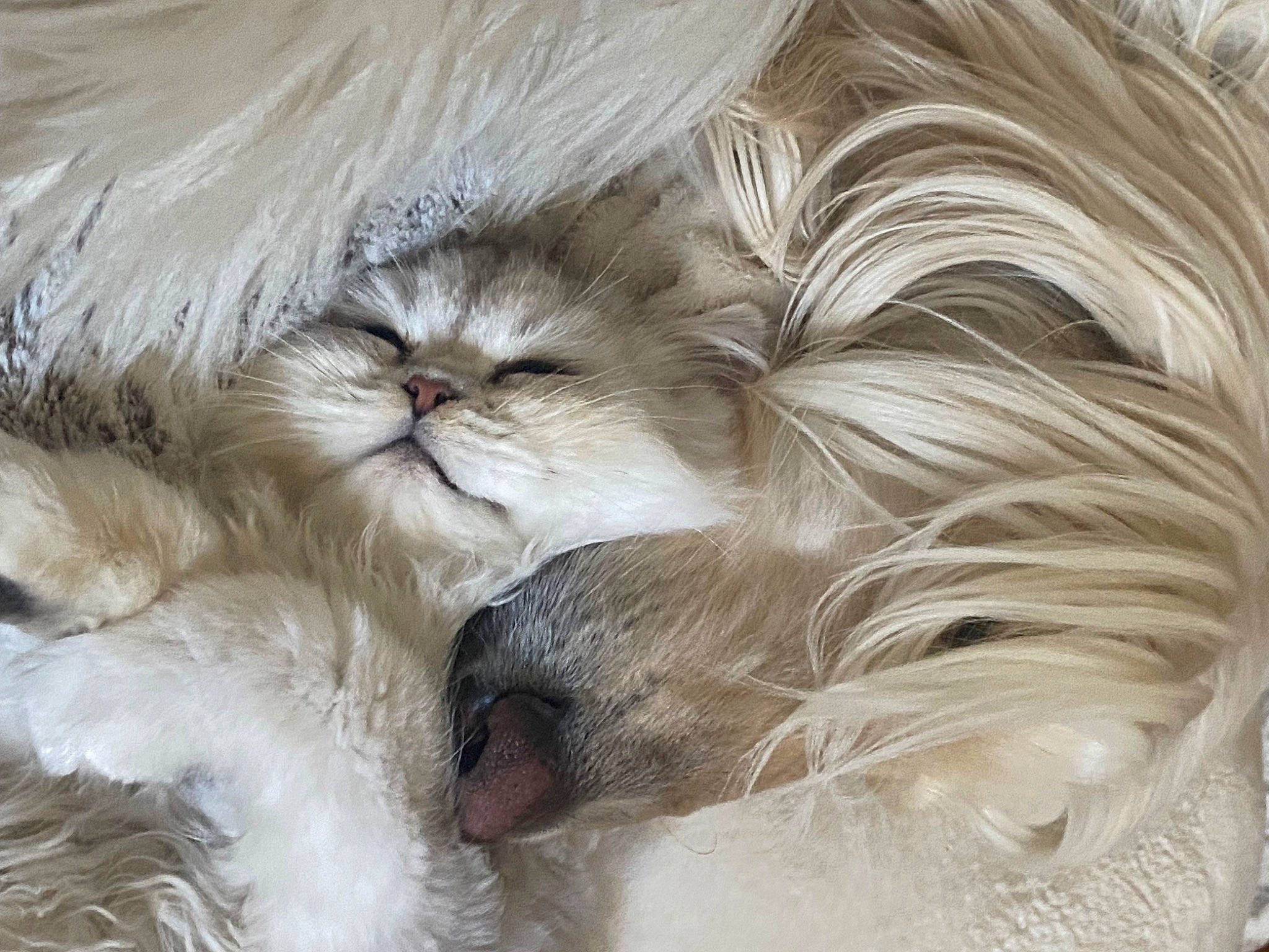 Clover is registered to the contest to win money with this photo: british_longhair, canidae, carnivore, cat, cat_bed, claw, close_up, comfort, companion_dog, dog_breed, fawn, felidae, fur, pattern, paw, small_to_medium_sized_cats, snout, tail, terrestrial_animal, whiskers
