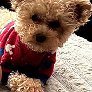 Milano is registered to the contest to win money with this photo: dog, curly_fur, red_sweater, pet, cute, lying_down, cozy, blanket, indoor, small_dog, curly_ears, paws, fur_texture, animal, companion, curious, warm_clothing, resting, domestic, adorable