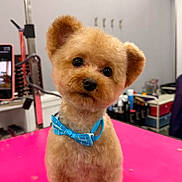 Milano joined the competition — help win amazing prizes! adorable, animal, bow_tie, companion, curious, cute, dog, domestic_animal, fluffy, fur, groomed, grooming_tools, head_tilt, indoor, pet, pink_table, room, shelf, sitting, small_dog
