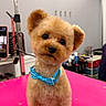 adorable, animal, bow_tie, companion, curious, cute, dog, domestic_animal, fluffy, fur, groomed, grooming_tools, head_tilt, indoor, pet, pink_table, room, shelf, sitting, small_dog