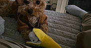 Milano is registered to the contest to win money with this photo: banana_toy, bed, blanket, brown_hoodie, carpet, cozy, curly_hair, cute, dog, fireplace, furniture, home, indoor, legs, person, pet, plush_toy, relaxed, sock, television