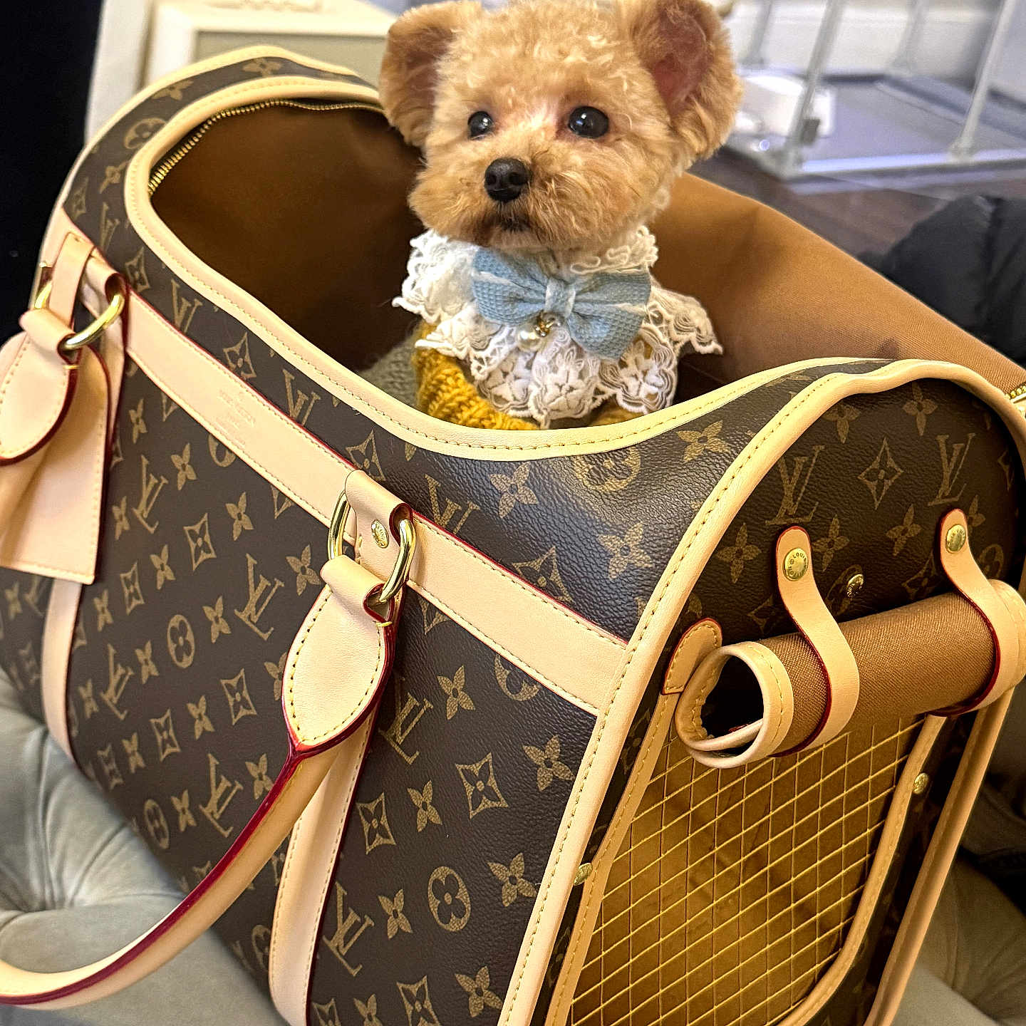 Milano is registered to the contest to win money with this photo: dog, pet, bag, luxury_brand, louis_vuitton, fancy, bow_tie, lace, indoor, cute, fluffy, brown, small_dog, accessory, fashion, portrait, seated, leather, designer, cozy