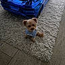 Milano joined the competition — help win amazing prizes! animal, blue_car, blue_sweater, car, clothing, companion, cute, dog, floor, fluffy_rug, home, indoor, looking_up, pet, playful, rug, small_dog, tile_floor, toy_car, young_dog