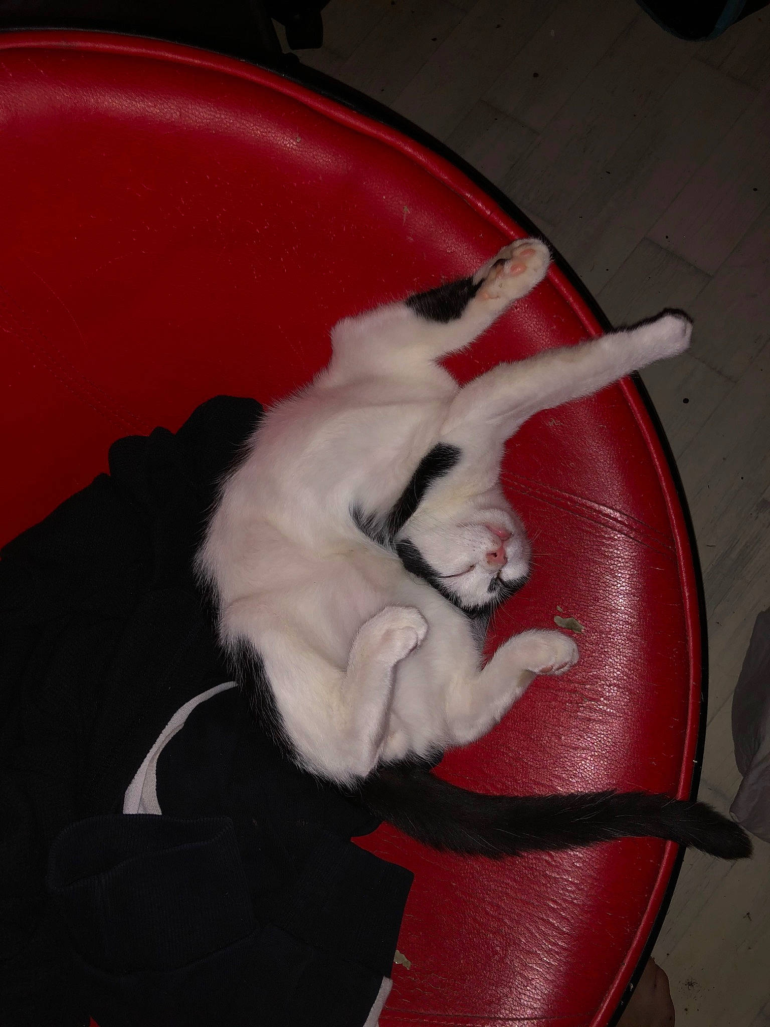 Oreo a rejoint le concours — aidez-le/la à gagner de superbes lots ! canidae, carnivore, cat, felidae, leg, paw, red, small_to_medium_sized_cats, tail