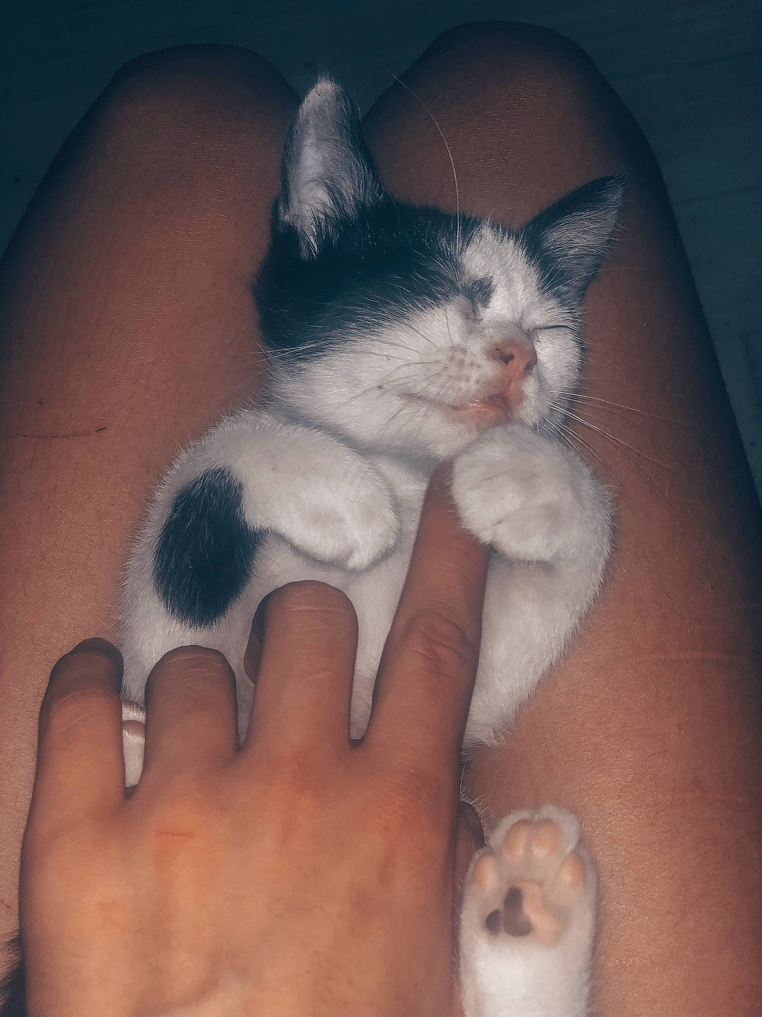 Oreo participe au concours pour gagner de l'argent avec cette photo : aegean_cat, american_wirehair, arm, asian, carnivore, cat, claw, domestic_short_haired_cat, felidae, hand, japanese_bobtail, kitten, ojos_azules, paw, polydactyl_cat, skin, small_to_medium_sized_cats, tail, turkish_van, whiskers